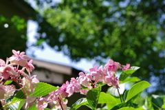 藤森神社3