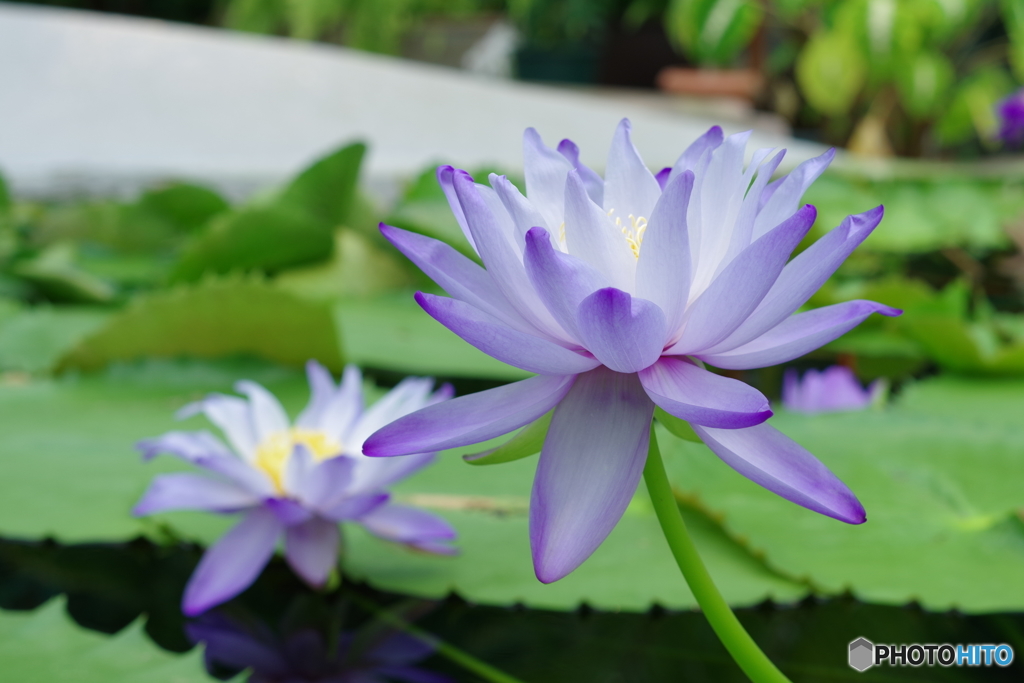 スイレンの花