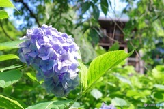 善峯寺-あじさい11