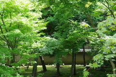 勝林寺の緑