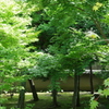 勝林寺の緑