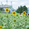 ひまわり畑1