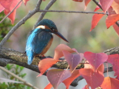 カワセミ
