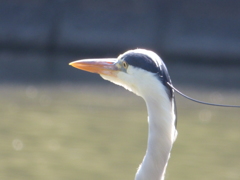 アオサギ