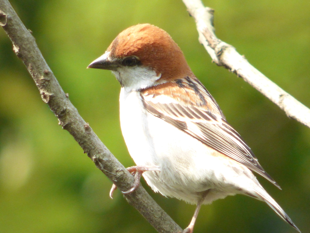 ニュウナイスズメ