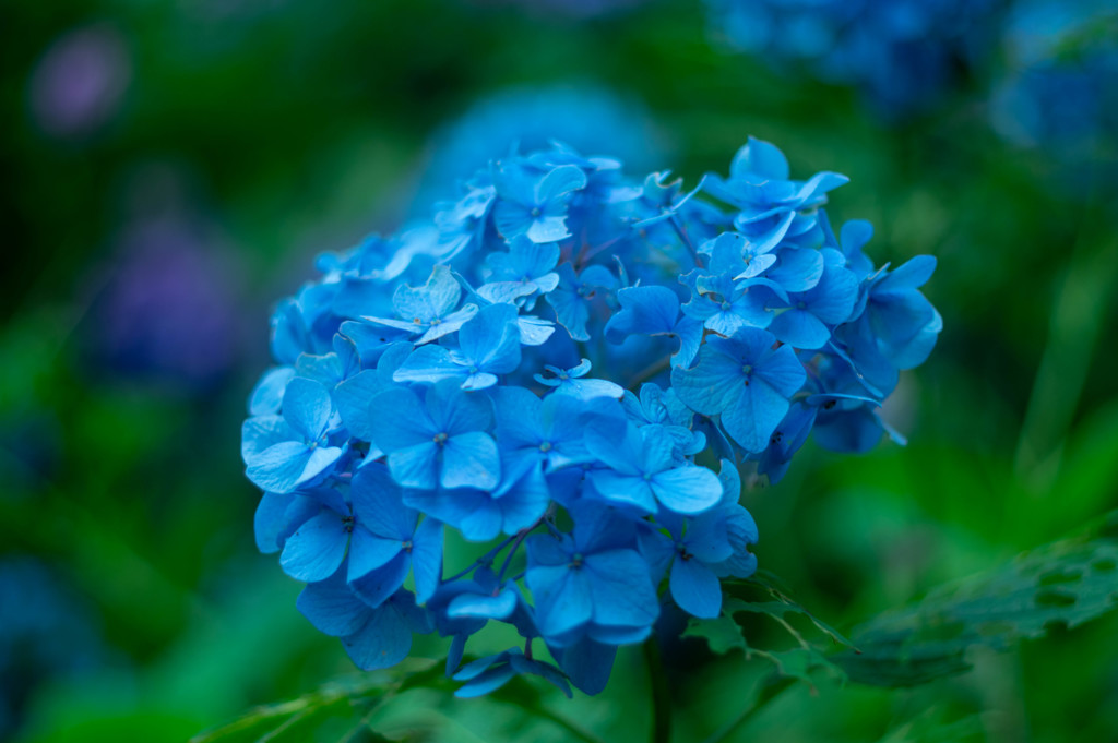 紫陽花の色は初恋の色