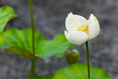 平等院