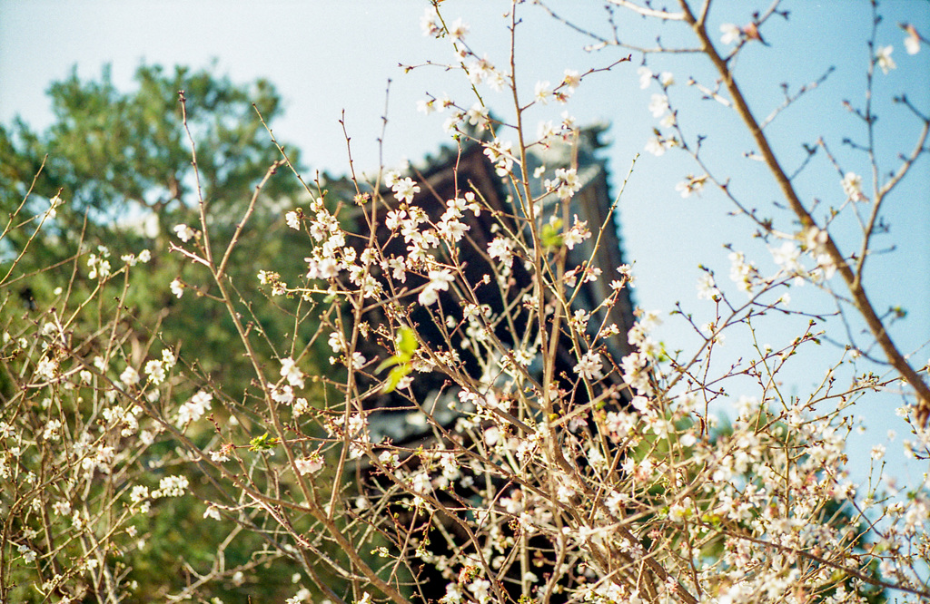 知恩院