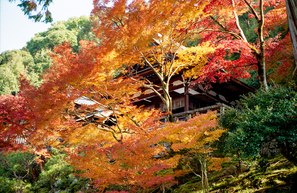 知恩院