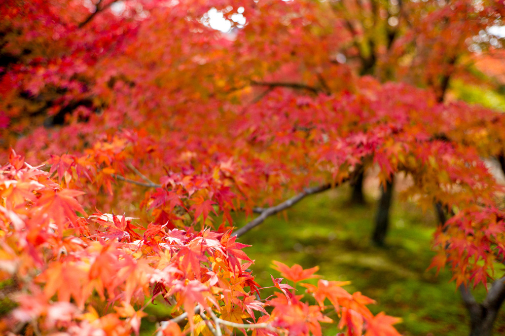 京都　東福寺３