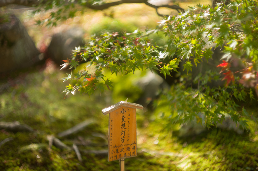 天龍寺