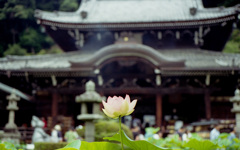 三室戸寺の蓮