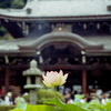 三室戸寺の蓮