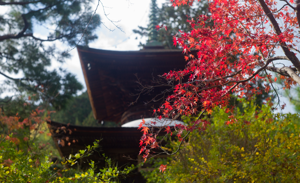 常寂光寺