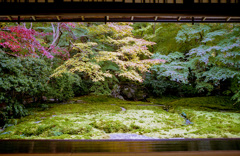 瑠璃光院③