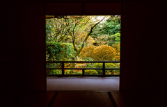 紫野高桐院