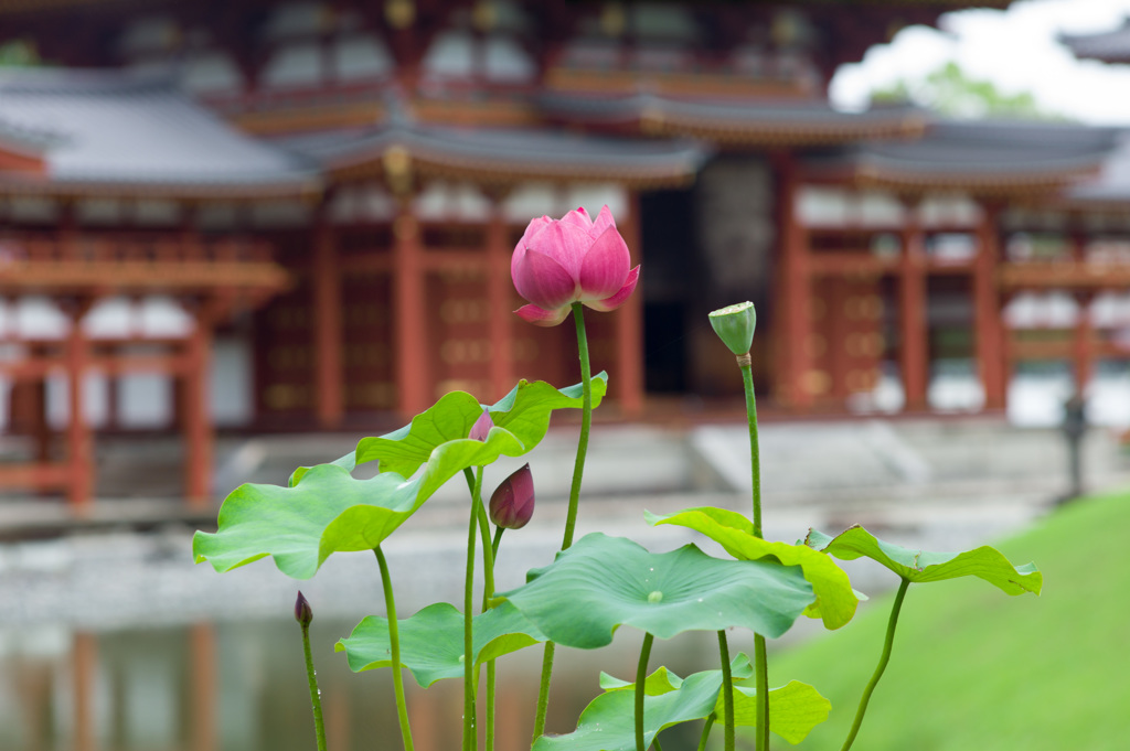平等院