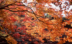 曼珠院