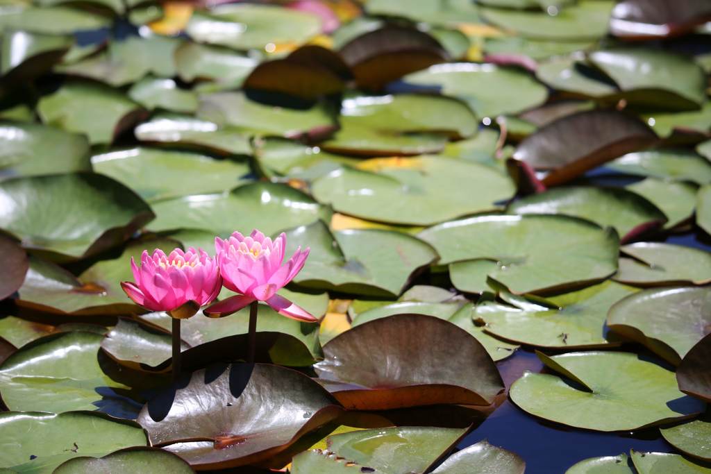 ハスの花