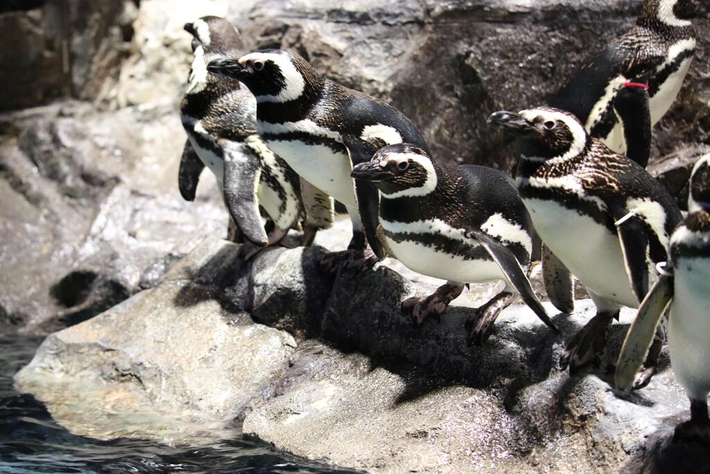 ファーストペンギン