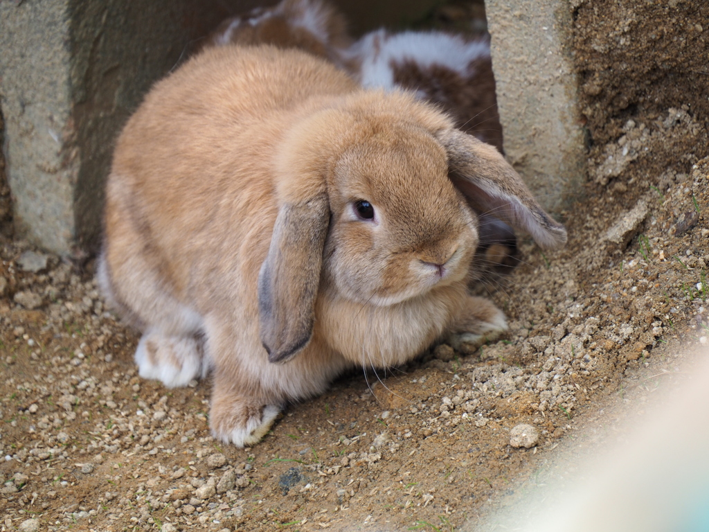 yshr14様、ウサギ様 即納）「雪追いウサギ」（1/4ドール） - 木茶動物園 - BOOTH