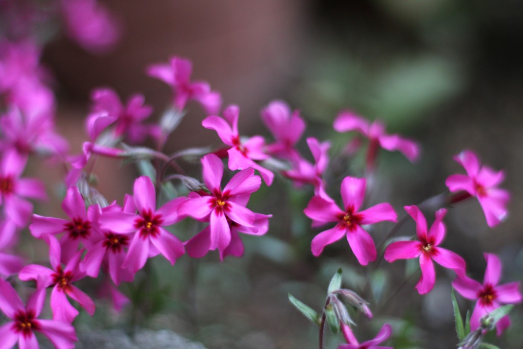 華