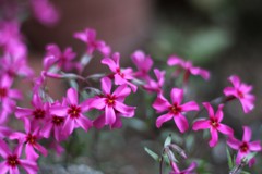 華