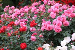 薔薇