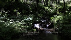 名もなき滝