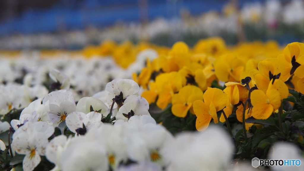 公園005