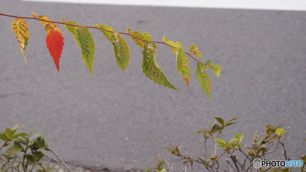 紅一点