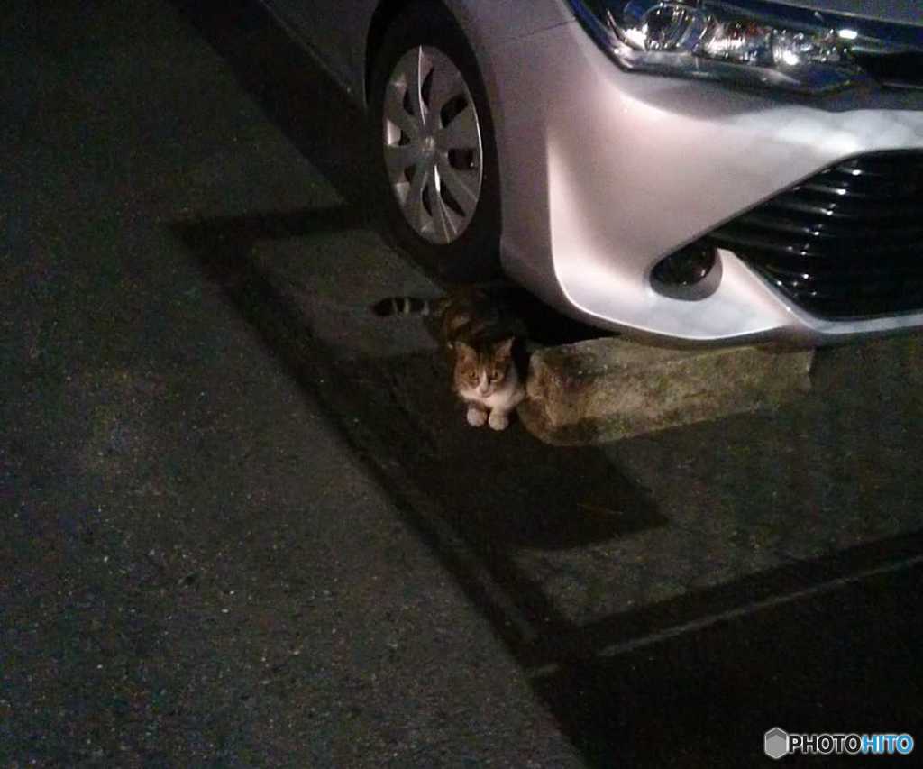 ちょこん