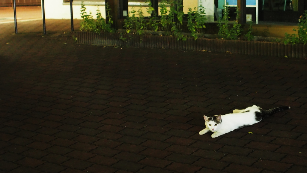 ねこ2