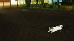 ねこ2