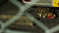 ねこ1