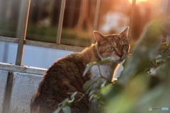 夕日と猫