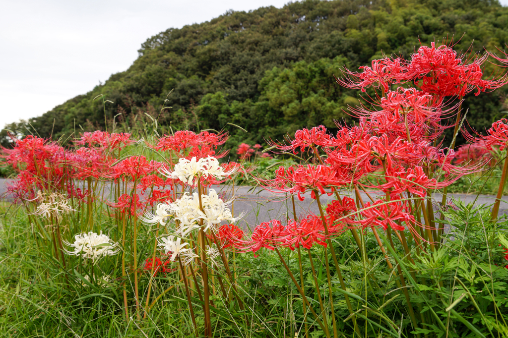 紅白