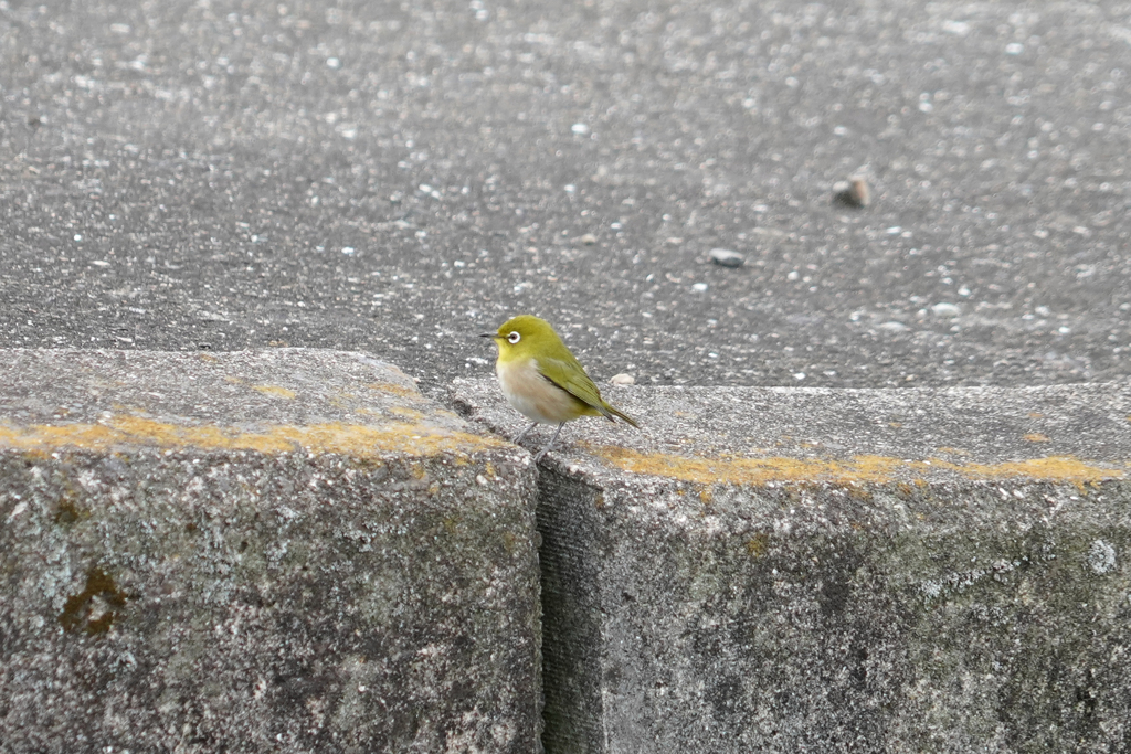 歩道にて