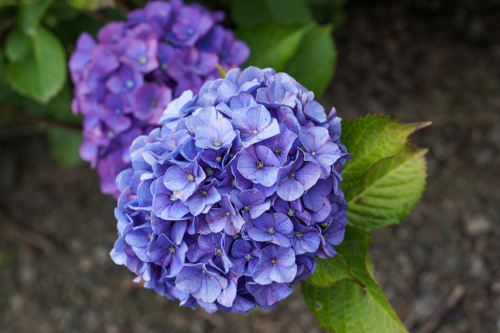 近所の紫陽花