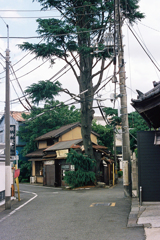 谷中のヒマラヤ杉