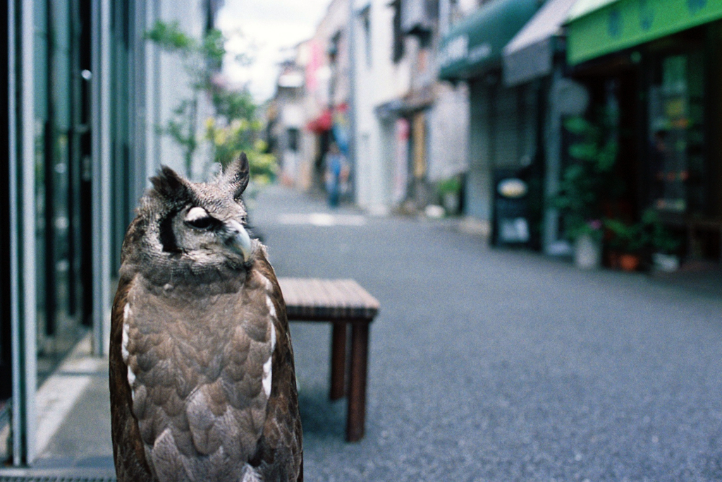 見張り役