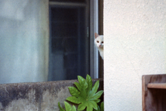 猫56・春だよ〜出ておいで