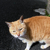 雑司が谷・猫ちゃんに誘われて②・4-2