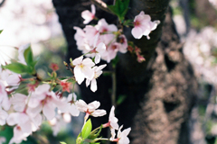 桜・2-2