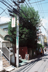 樹齢40年