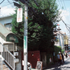 樹齢40年
