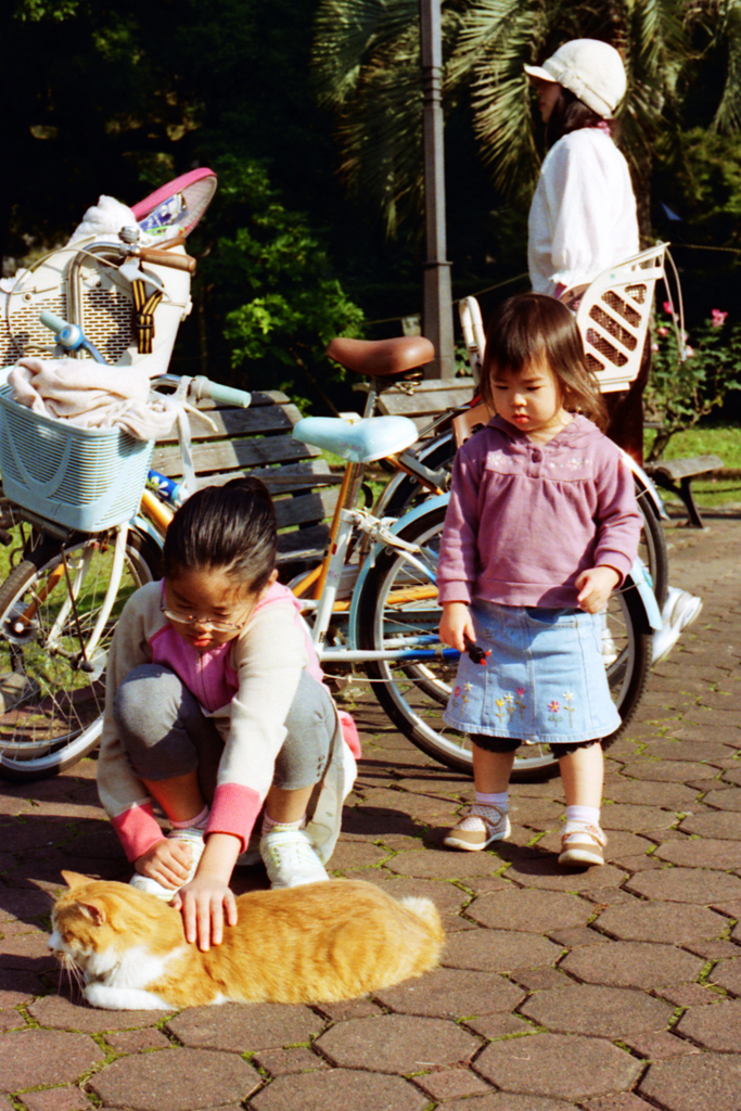 日比谷公園に猫のいた頃(過去写真)