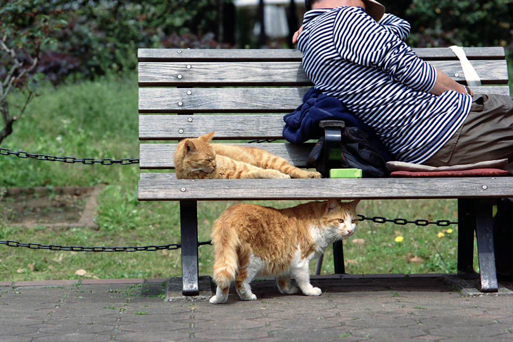 日比谷公園に猫のいた頃(過去写真)