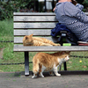 日比谷公園に猫のいた頃(過去写真)