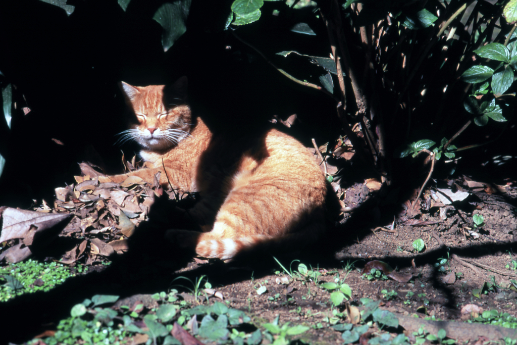 江ノ島の猫